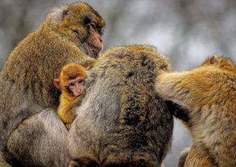 barbary macaques