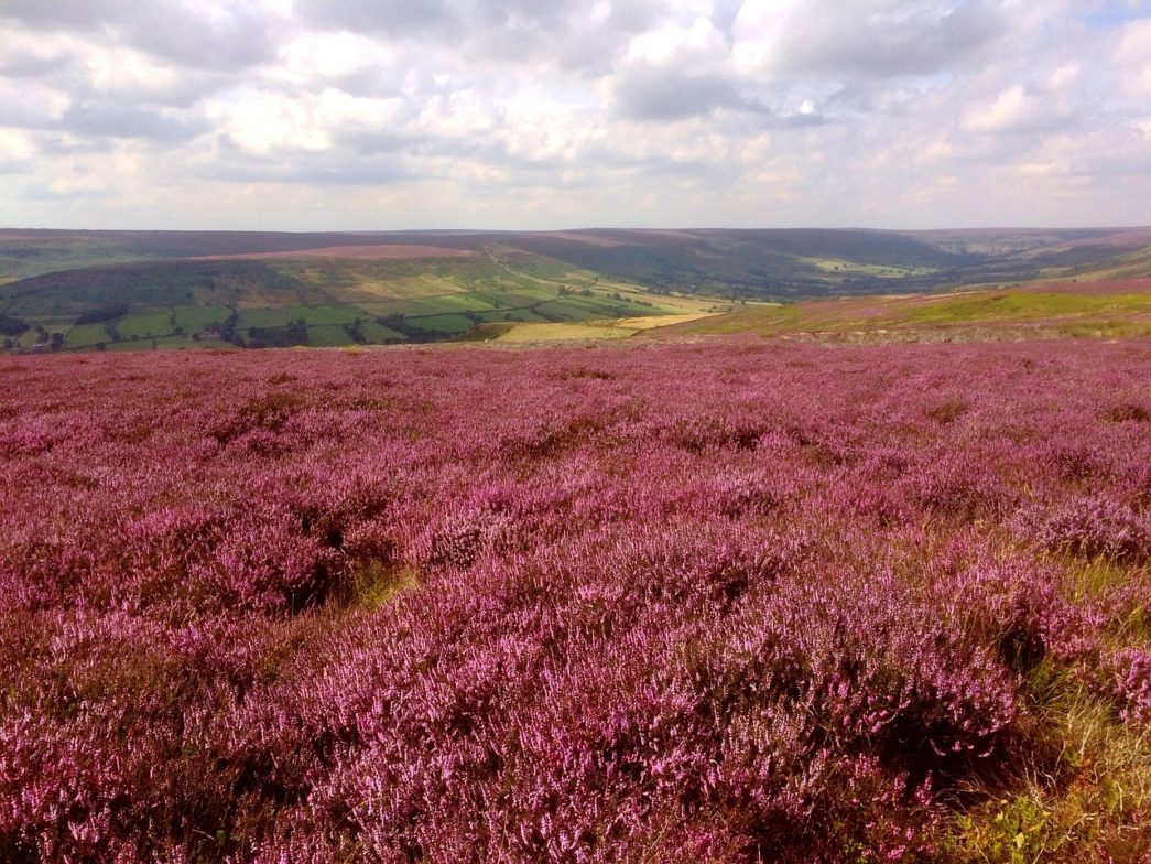 Staffordshire countryside