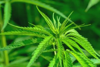 Cannabis farm discovered in Stoke-on-Trent