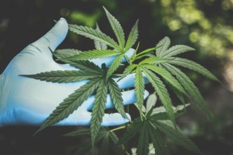 Cannabis found in Tunstall