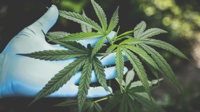 Cannabis found in Tunstall