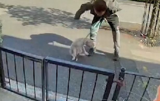 Tyler Steele dog abuser doorbell footage