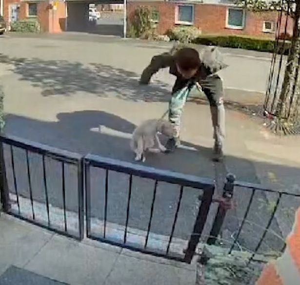 Tyler Steele dog abuser doorbell footage