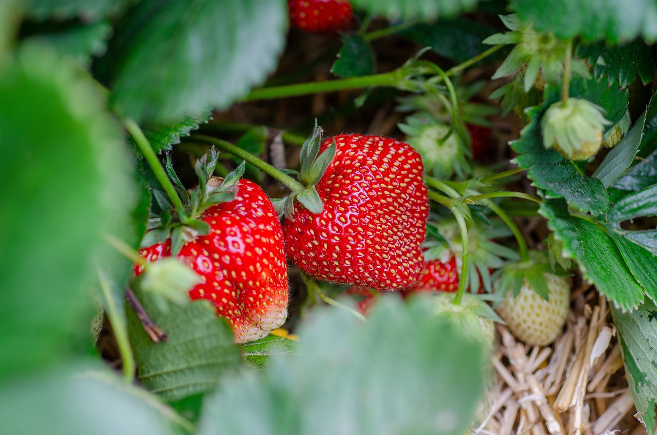 Pick-your-own strawberries