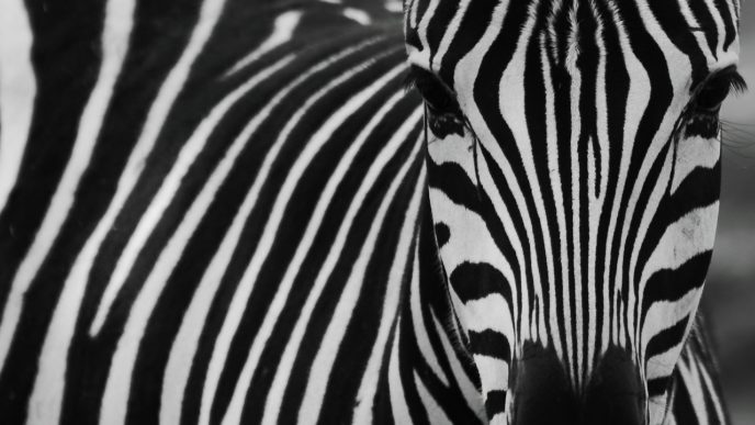 maneless zebra