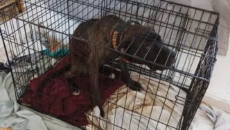 Dogs found locked in cages in Cannock