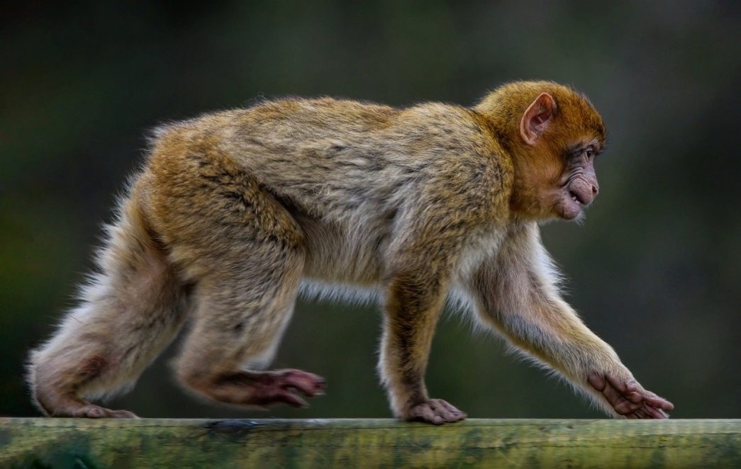 Trentham Monkey Forest