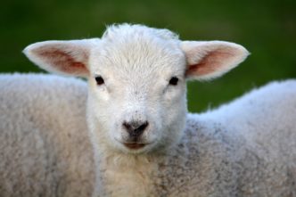 Lambs have been stolen in Staffordshire