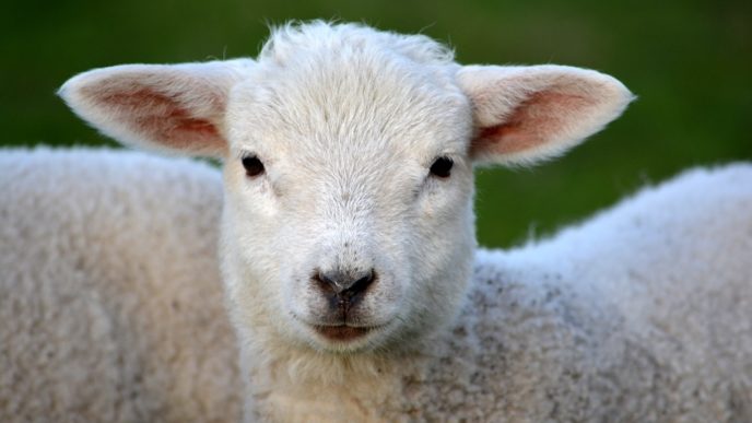 Lambs have been stolen in Staffordshire