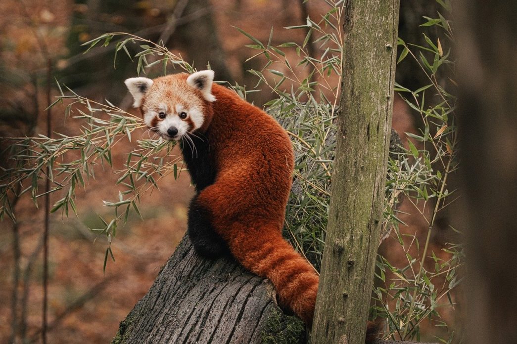 Red panda